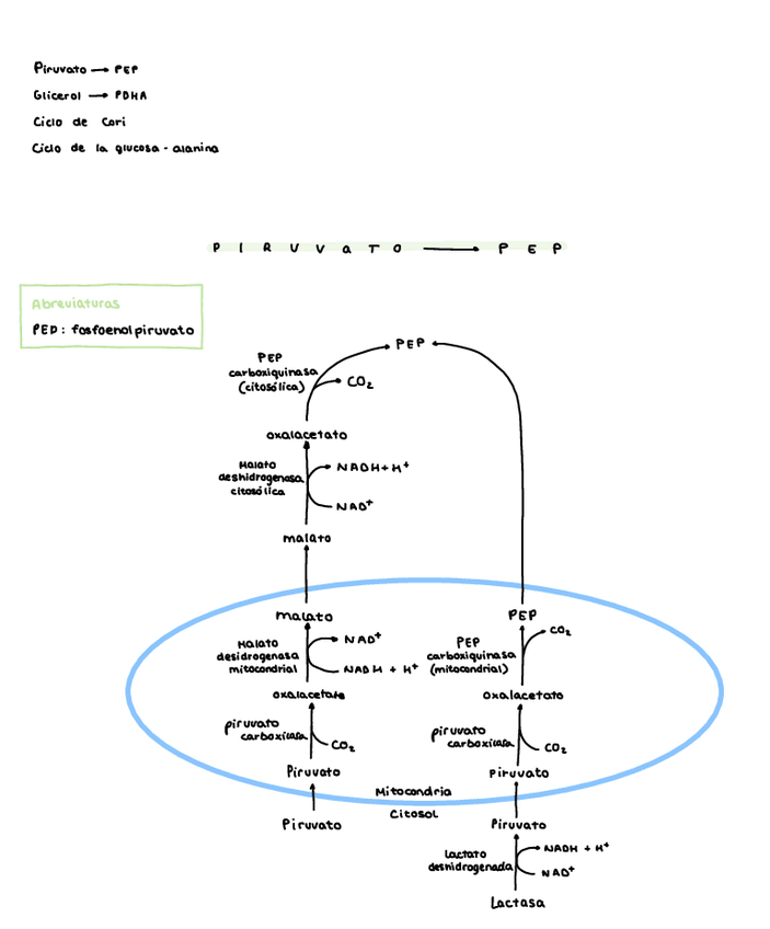 Miniatura del documento A04-Rutas-metabolicas.pdf