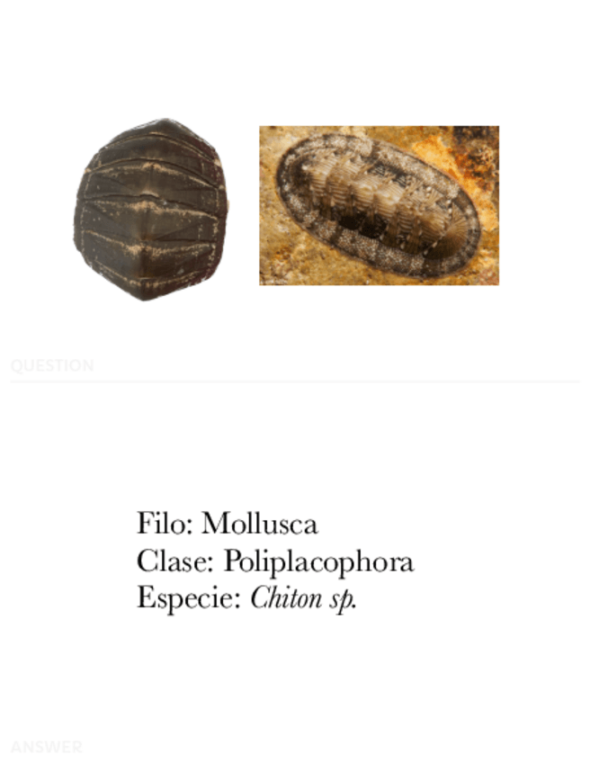 Miniatura del documento visu-zoologia.pdf