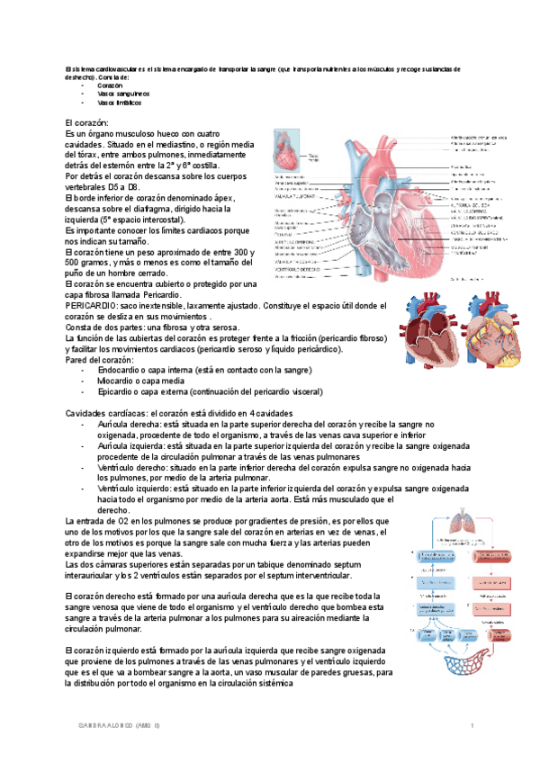 Miniatura del documento Cardio-respi.pdf