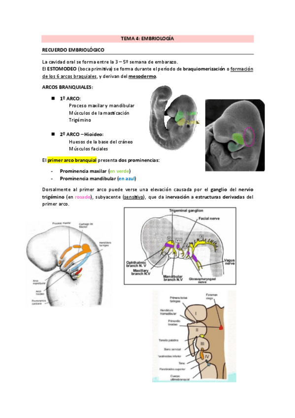 Miniatura del documento TEMA-4-Embriologia-y-anatomia.pdf