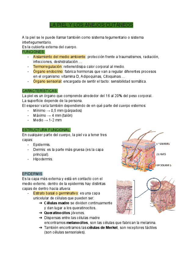 Miniatura del documento LA-PIEL-Y-LOS-ANEJOS-CUTANEOS.pdf