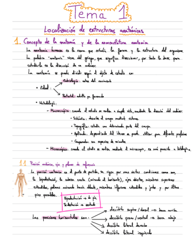 Miniatura del documento Apuntes-Anatomia-T1.pdf