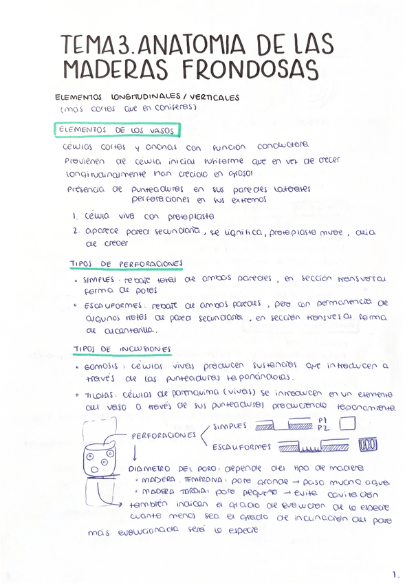 Miniatura del documento Tema-3-anatomia-de-las-maderas-frondosas-AFV.pdf