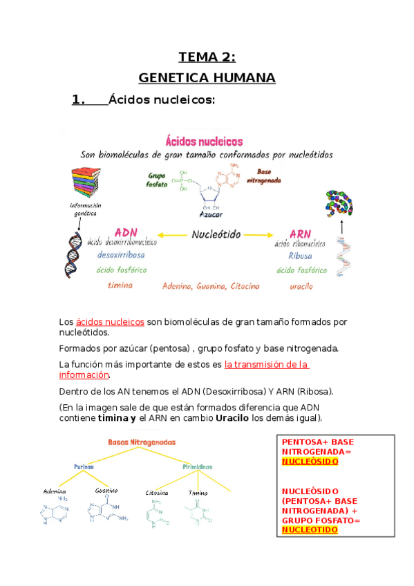 Miniatura del documento apuntes-genetica.docx