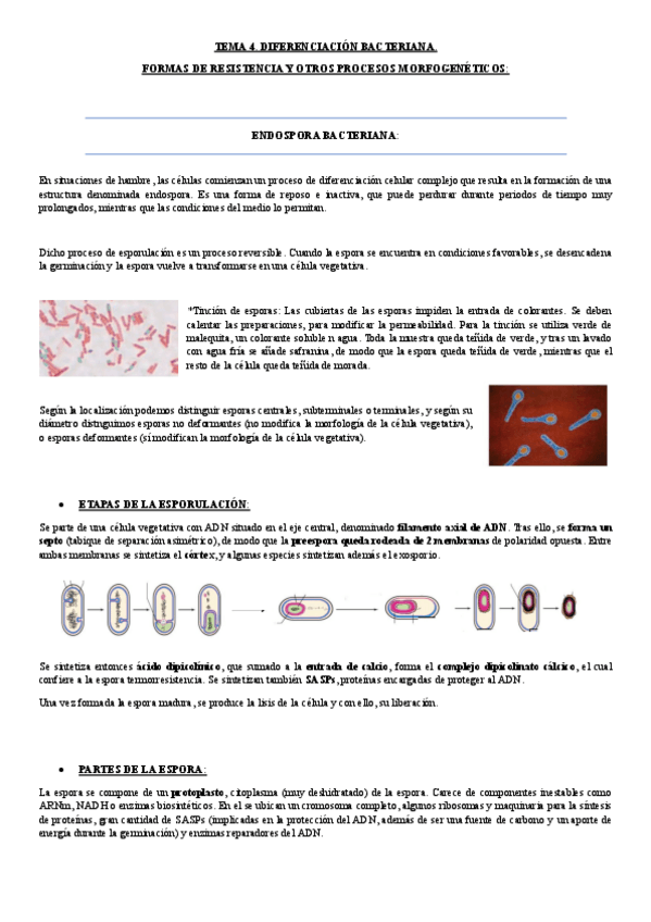 Miniatura del documento tema 4.-diferenciacion bacteriana.pdf