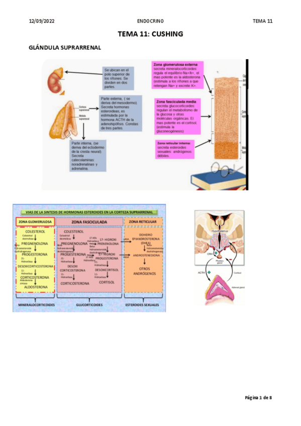 Miniatura del documento T1-Cushing.pdf