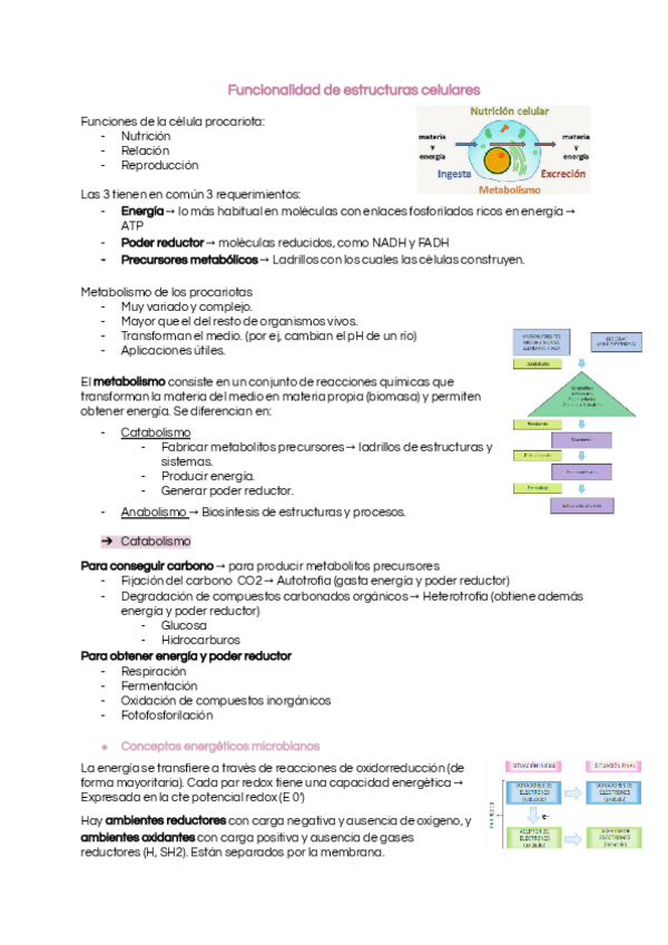 Miniatura del documento TEMA-2.2-Funcionalidad-de-estructuras-celulares.pdf