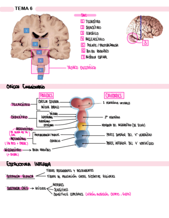 Miniatura del documento TEMA-6-TRONCO-ENCEFALICO.pdf