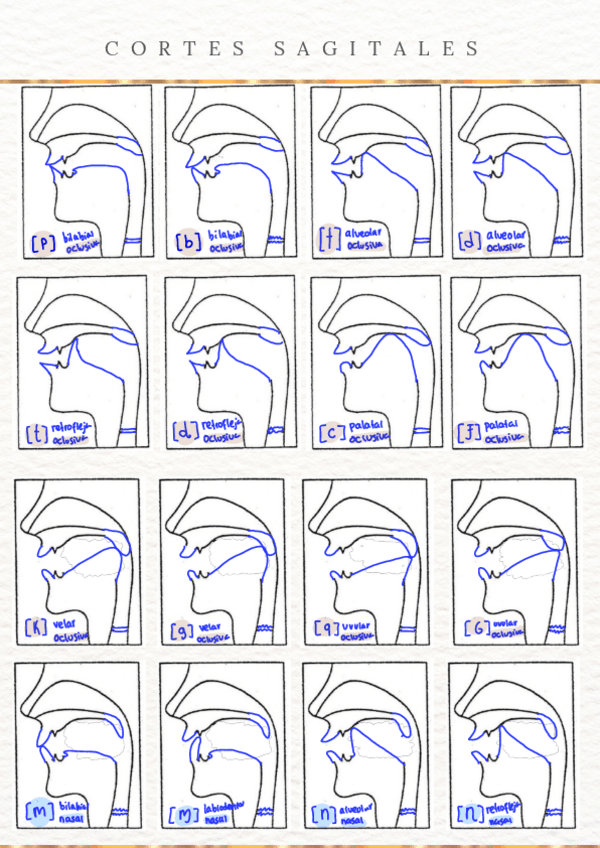 Miniatura del documento ESQUEMAS-SAGITALES-consonantes.pdf