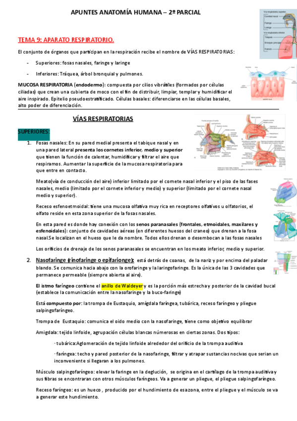 Miniatura del documento apuntes-A.H.-2oP.pdf