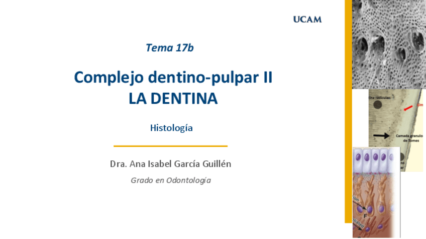 Miniatura del documento Tema-17-Histologia-B.pdf