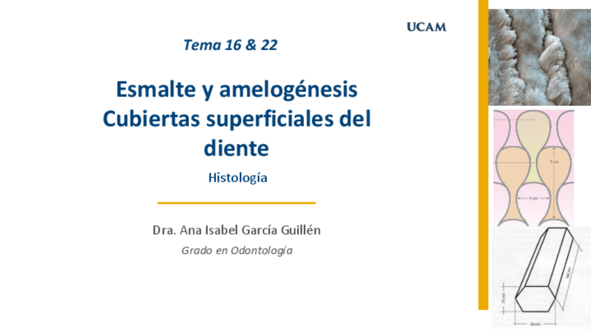 Miniatura del documento Temas-16-y-22.-Esmalte-y-amelogenesis.-Histologia.pdf