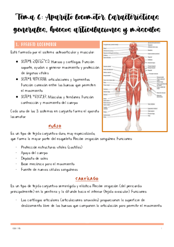 Miniatura del documento Tema-6-Aparato-locomotor-Caracteristicas-generale-shuesos-articulaciones-y-musculos.pdf