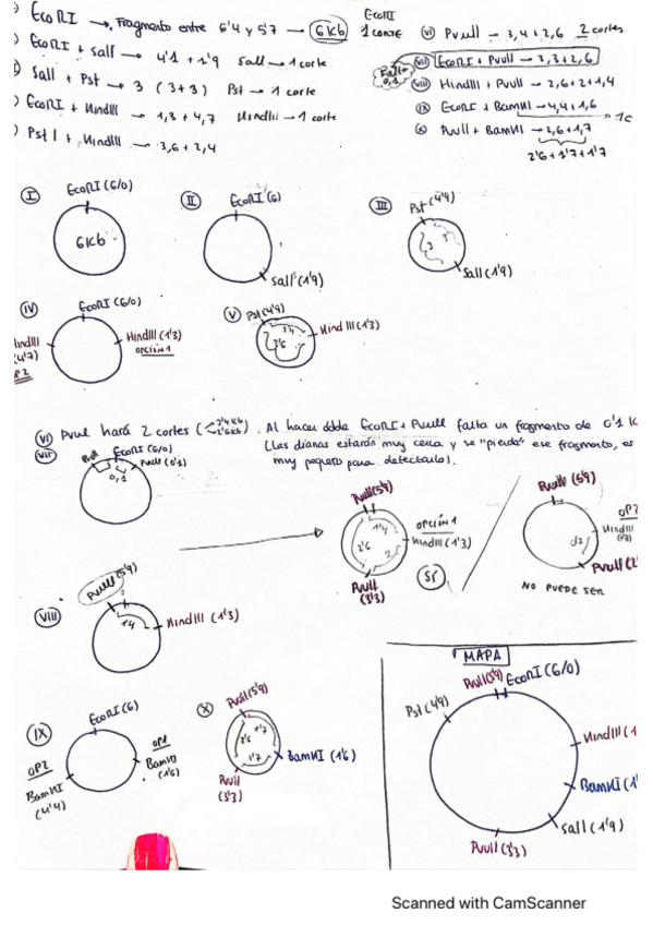 Miniatura del documento Ejercicios + soluciones.pdf