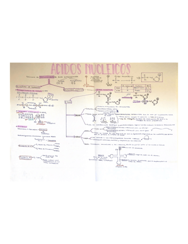 Miniatura del documento Esquema-ac.nucleicos.pdf