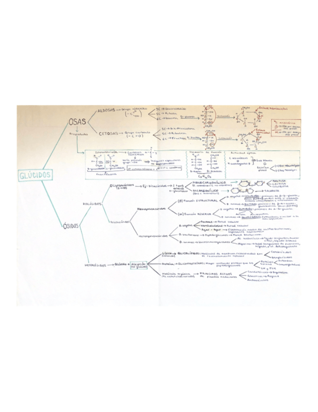 Miniatura del documento Esquema-glucidos.pdf
