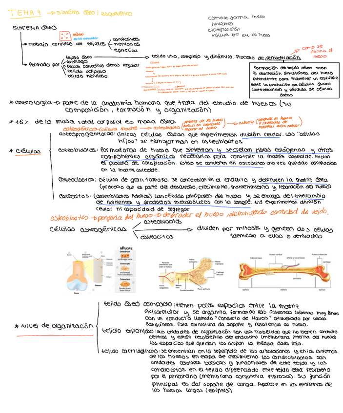 Miniatura del documento tema-4-anatomia.pdf