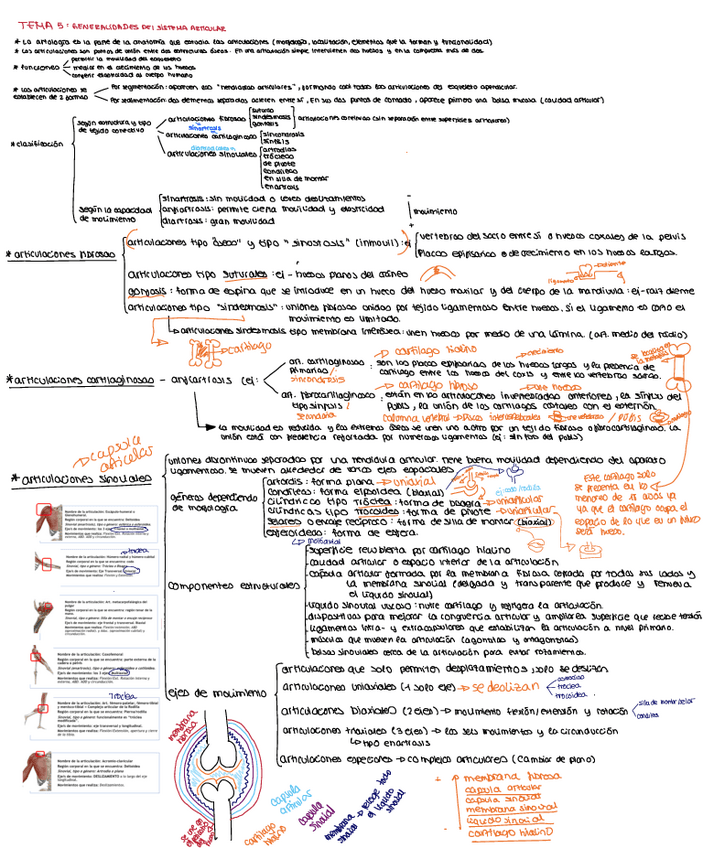 Miniatura del documento tema-5-anatomia.pdf