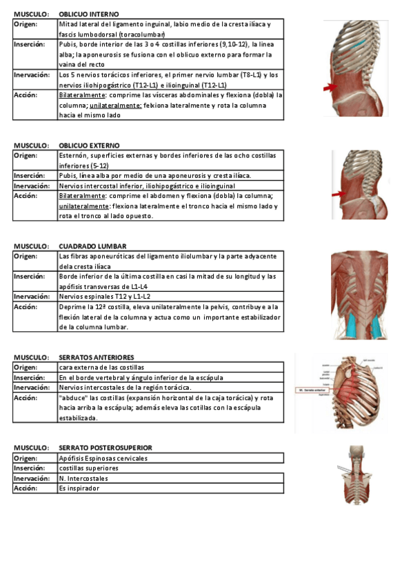 Miniatura del documento Tabla-musculos-3.pdf