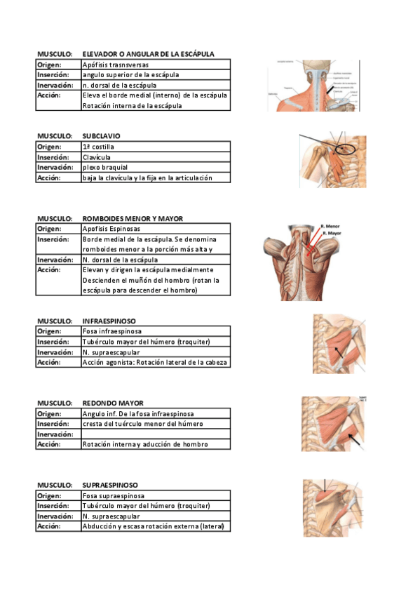 Miniatura del documento Tabla-musculos-1.pdf