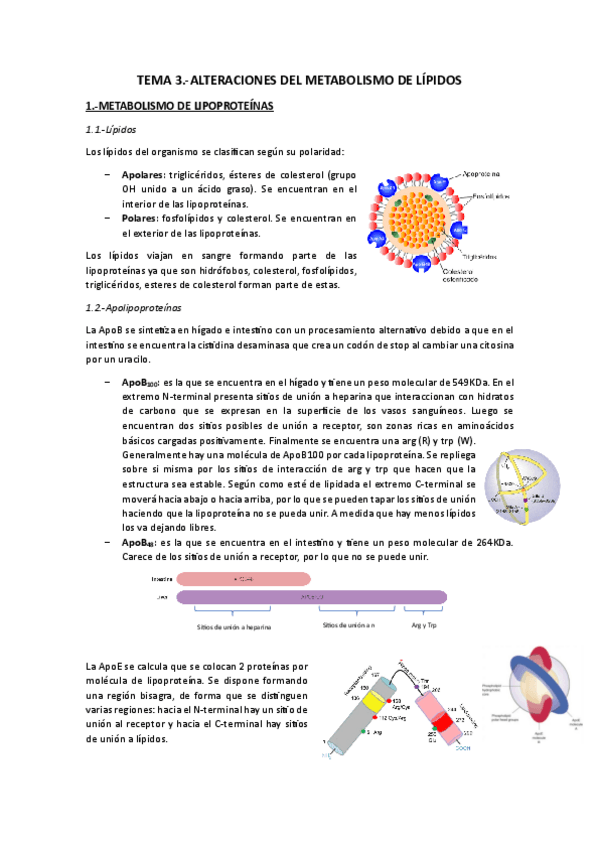 Miniatura del documento Tema 3.-Alteraciones-metabolismo-lipidos.pdf
