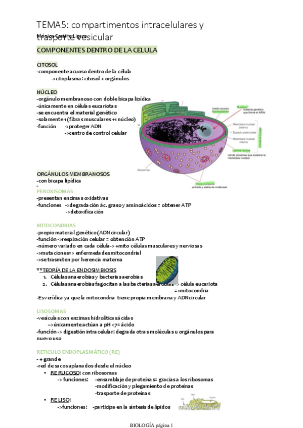 Miniatura del documento TEMA5-compartimentos-intracelulares-y-trasporte-vesicular.pdf