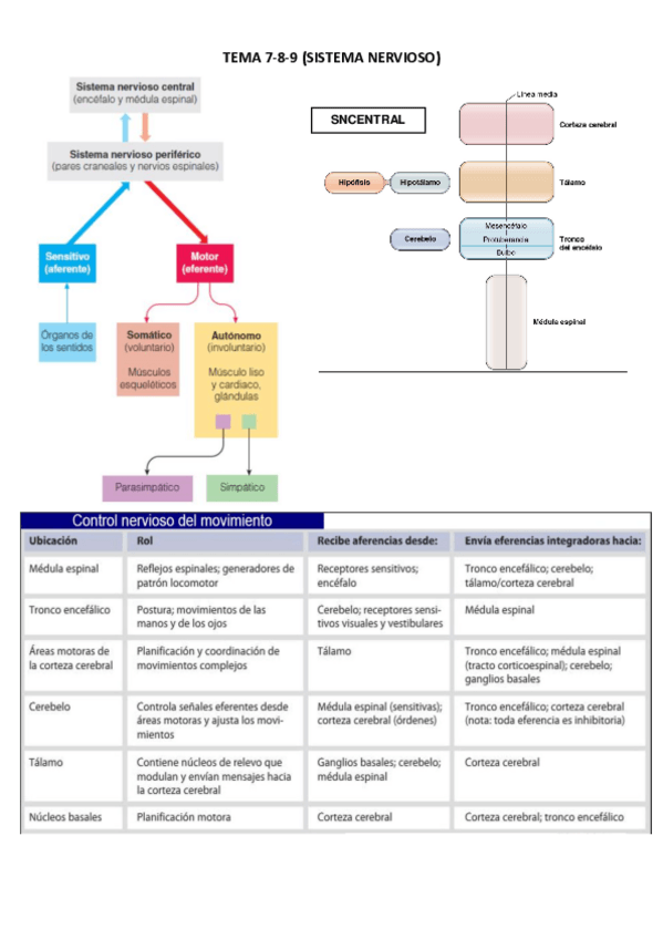 Miniatura del documento SISTEMA-NERVIOSO.pdf