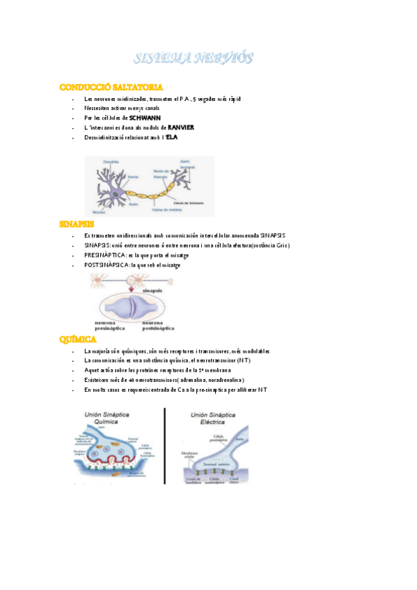 Miniatura del documento SISTEMA-NERVIOS-PDF-RESUM.pdf