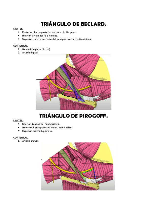 Miniatura del documento Triangulo-de-Beclard-y-Pirogoff-ANATOMIA-HUMANA-III.pdf