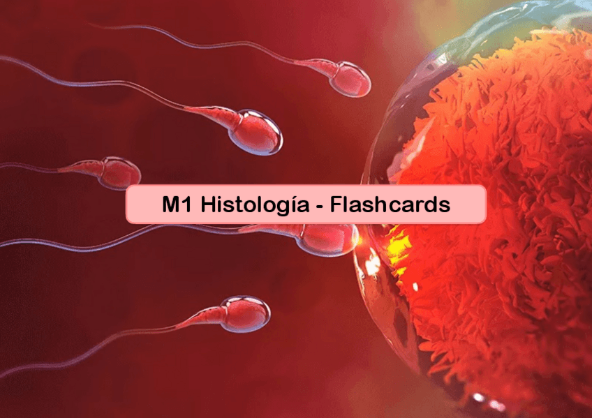 Miniatura del documento M1-Flashcards-H.pdf