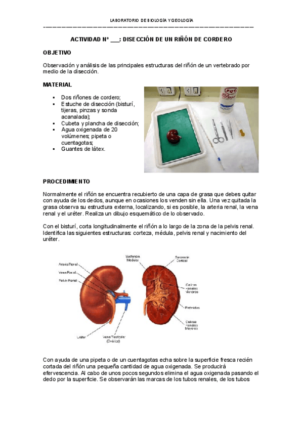 Miniatura del documento 45-Diseccion-rinon.pdf