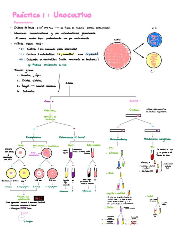 Miniatura del documento Esquemas-microbiologia.pdf