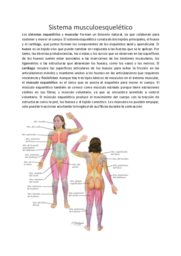 Miniatura del documento tema-12-anatomia.pdf
