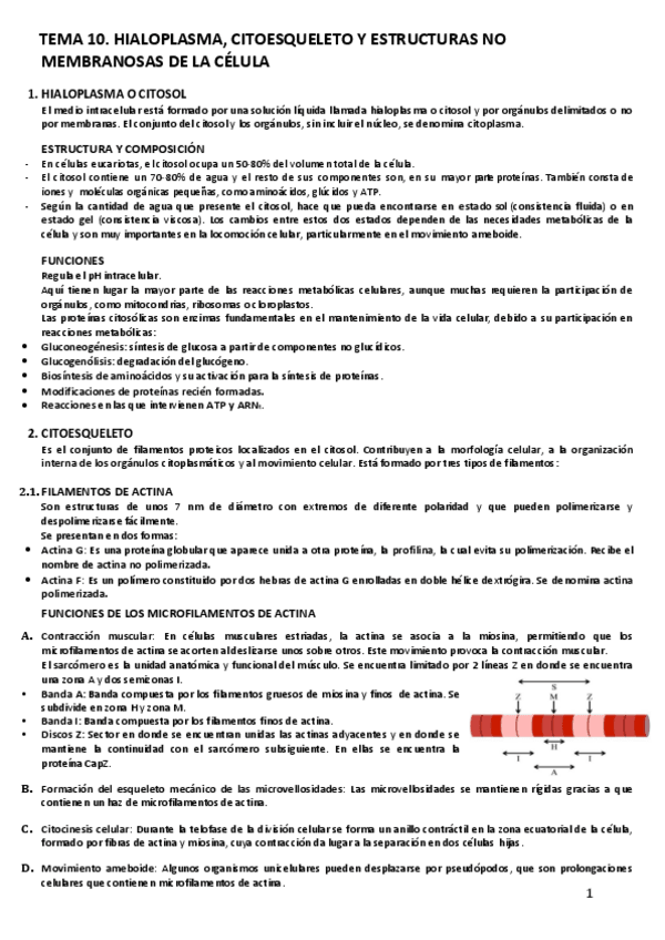 Miniatura del documento TEMA-10.-HIALOPLASMA-Y-CITOESQUELETO.pdf