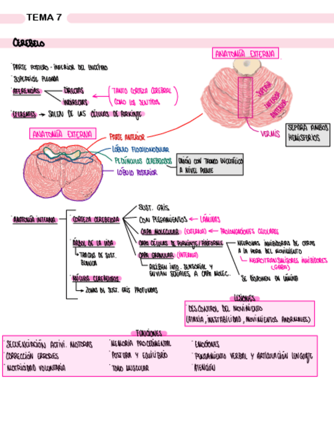 Miniatura del documento TEMA-7-DIENCEFALO-Y-CEREBELO.pdf
