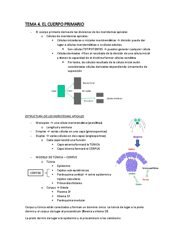 Miniatura del documento Tema-4.-El-cuerpo-primario.pdf