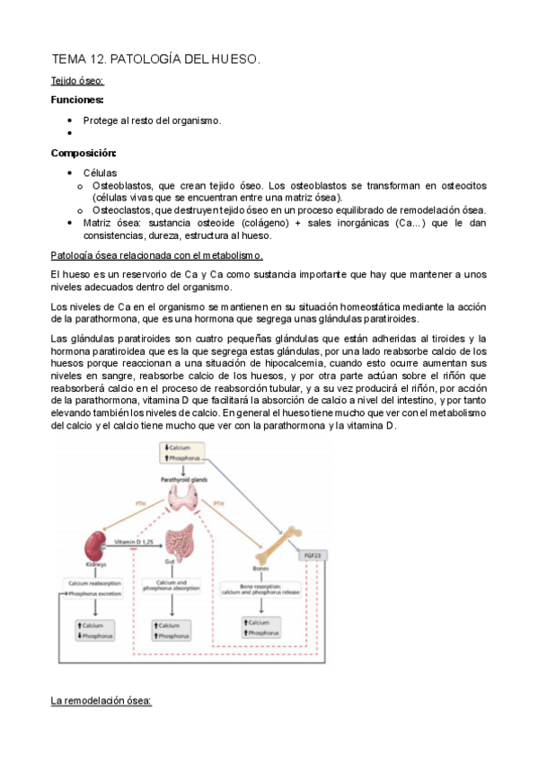 Miniatura del documento TEMA-12-13-14-15.pdf