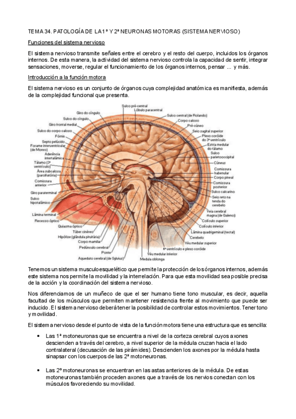 Miniatura del documento TEMA-34-35-36-37-38.pdf
