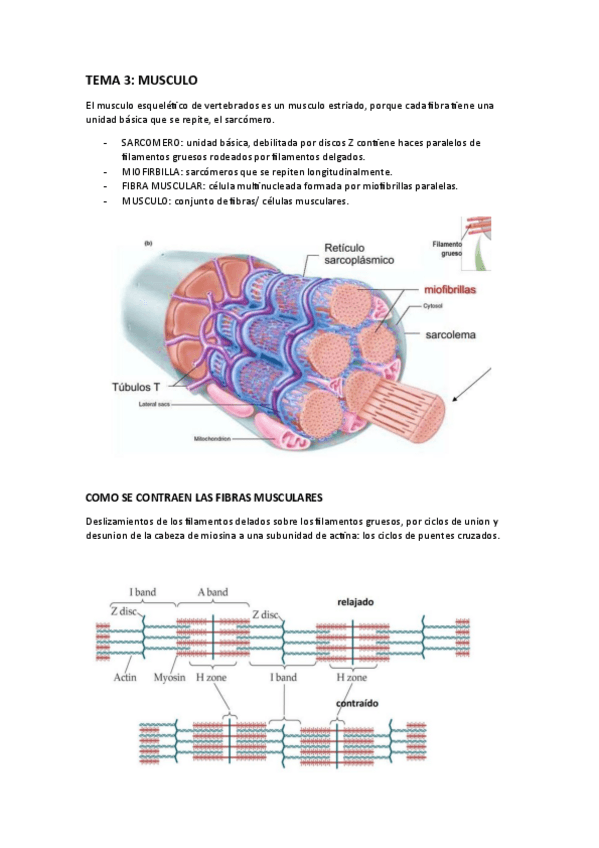 Miniatura del documento TEMA-3-MUSCULO.pdf