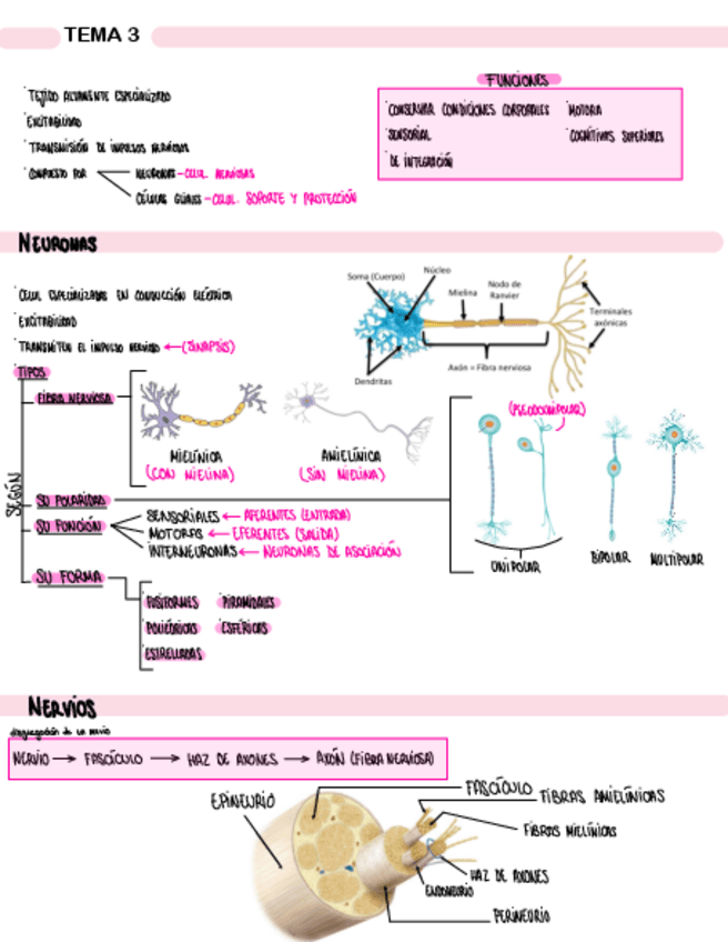 Miniatura del documento TEMA-3-TEJIDO-NERVIOSO.pdf