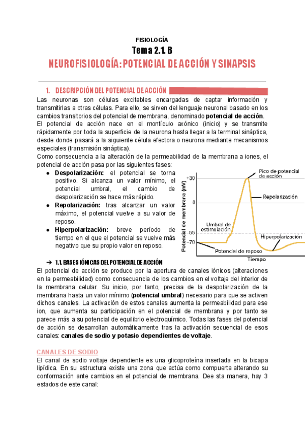 Miniatura del documento fisiologia-tema-2.1.-B-POTENCIAL-DE-ACCION.pdf