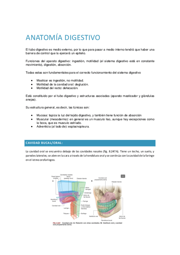 Miniatura del documento APUNTES-ANATOMIA-DIGESTIVO.pdf