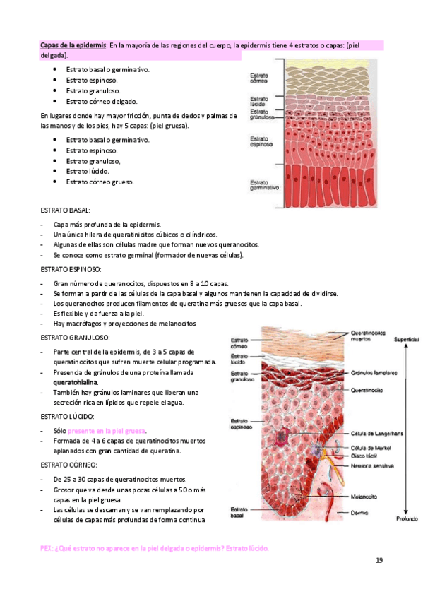 Miniatura del documento TEMA-3-SISTEMA-TEGUMENTARIO.pdf