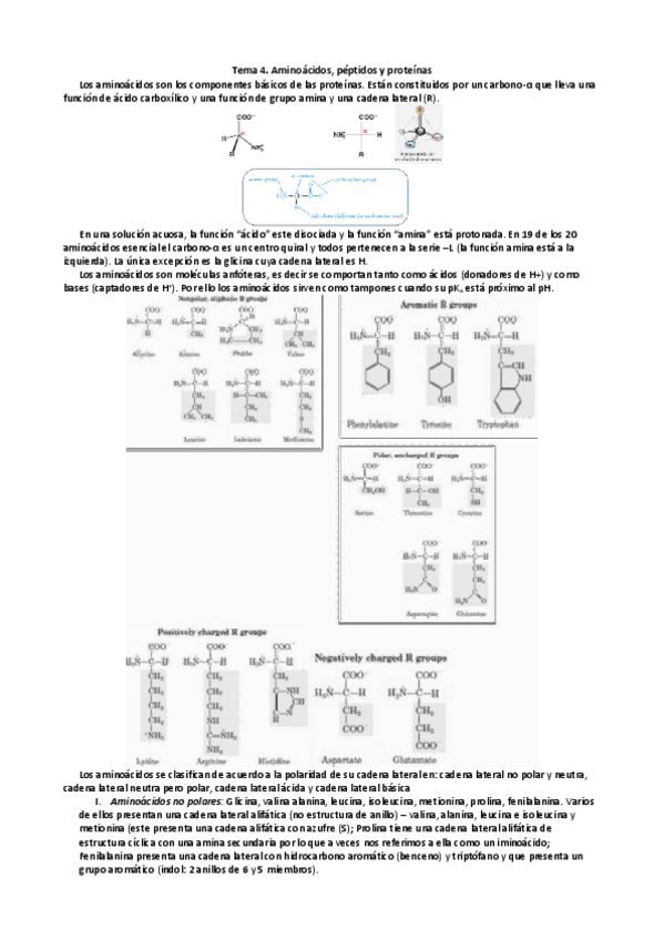 Miniatura del documento Tema-4.-Aminoacidos-peptidos-y-proteinas.pdf