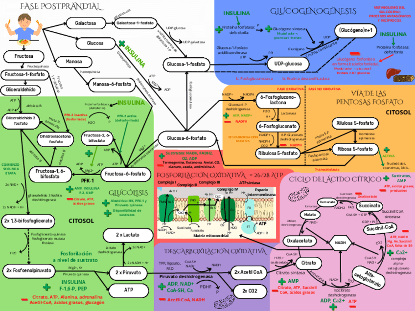Miniatura del documento Esquema bioquímica metabolismo.pdf