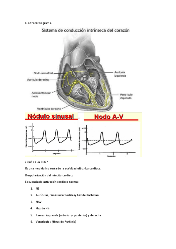 Miniatura del documento Electrocardiograma.pdf
