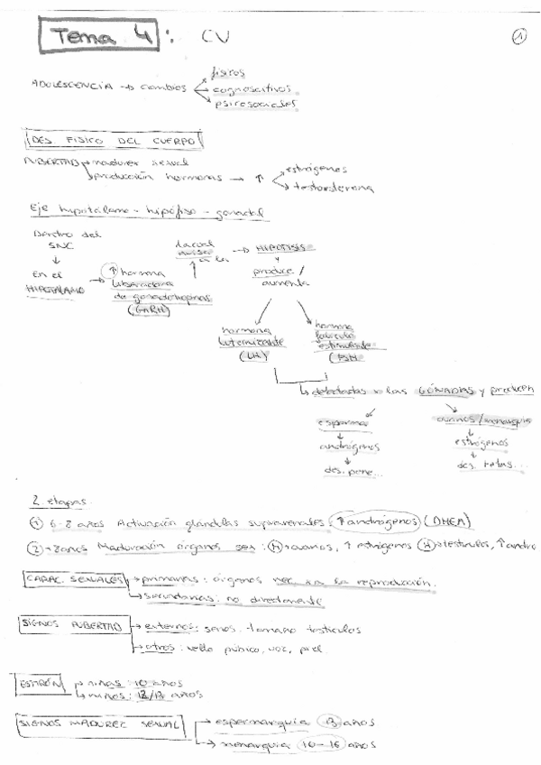 Miniatura del documento apuntes-completos-ciclo-vital.pdf