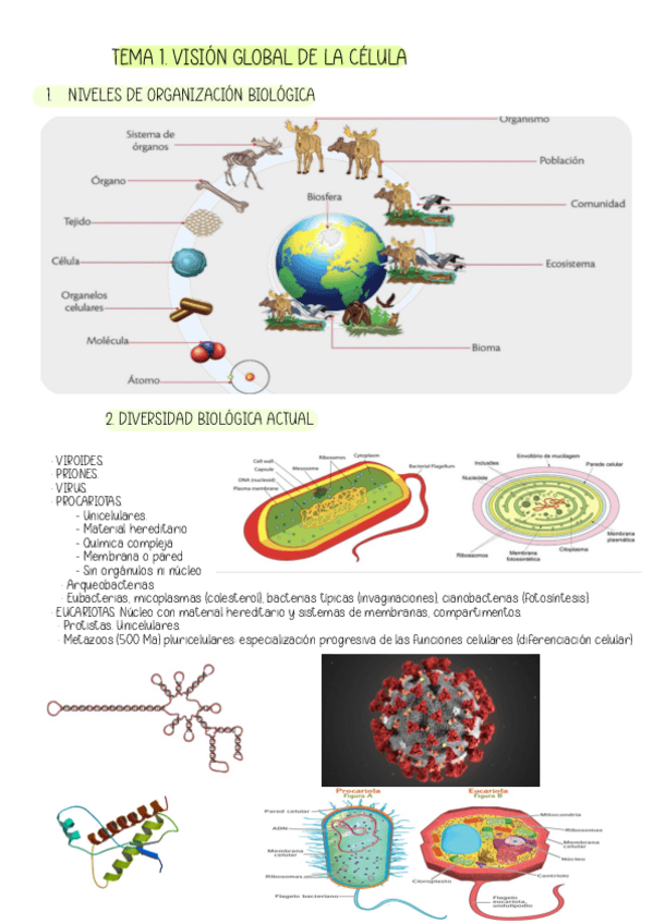 Miniatura del documento TEMA-1.-Vision-global-de-la-celula.pdf