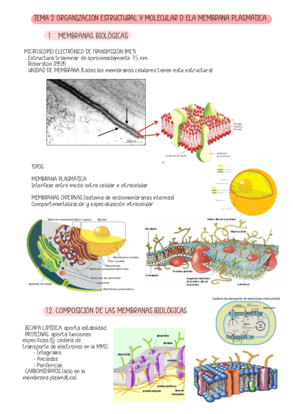 Miniatura del documento TEMA-2.-ORGANIZACION-ESTRCUTURAL-Y-MOLEUCALR-DE-LA-MEMBRANA-PLASMATICA.pdf