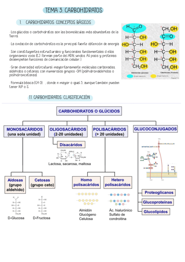 Miniatura del documento TEMA-3.-CARBOHIDRATOS.pdf